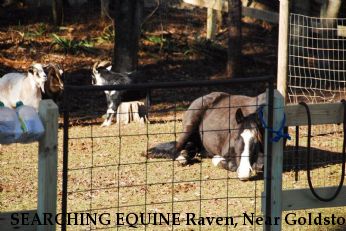 SEARCHING EQUINE Raven, Near Goldston , NC, 27252